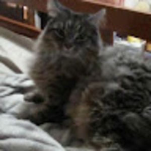 Meet your Posher, Ace